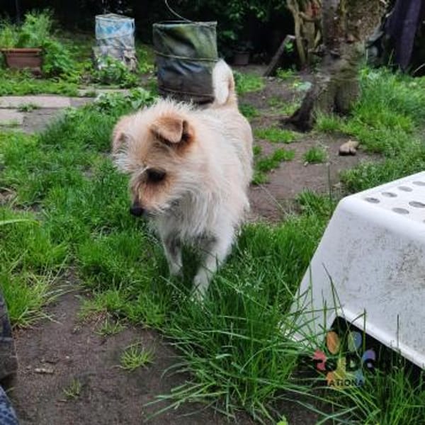 Suzie auf Pflegestelle in Tangstedt