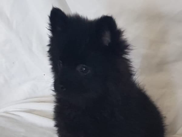Cho