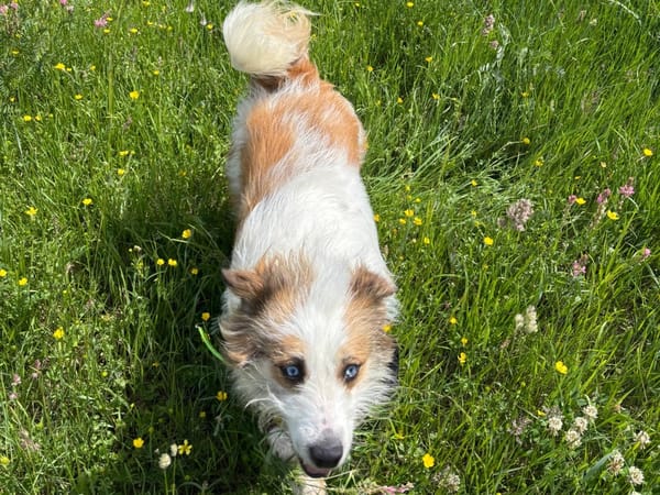 SKYE