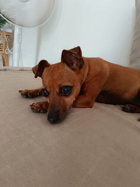 ROXY l'amie mini
