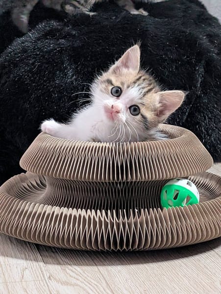 DOUDOU