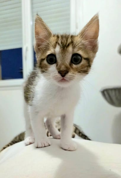 TINA