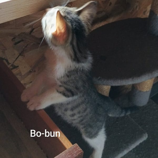 BO-BUN