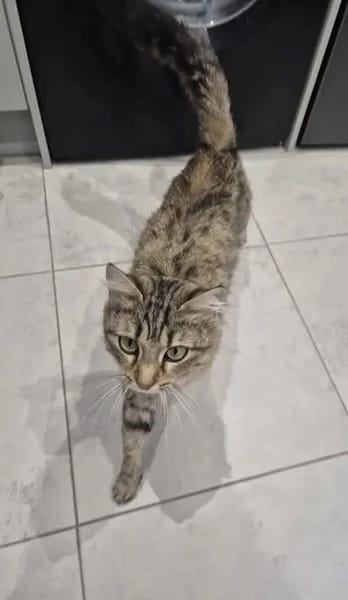 SAYANG