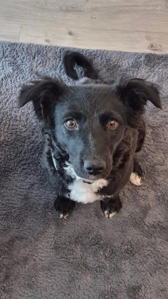 🐾 Änni sucht ihr Zuhause 🐾
