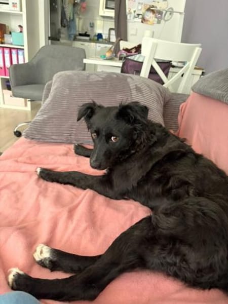 🐾 Änni sucht ihr Zuhause 🐾