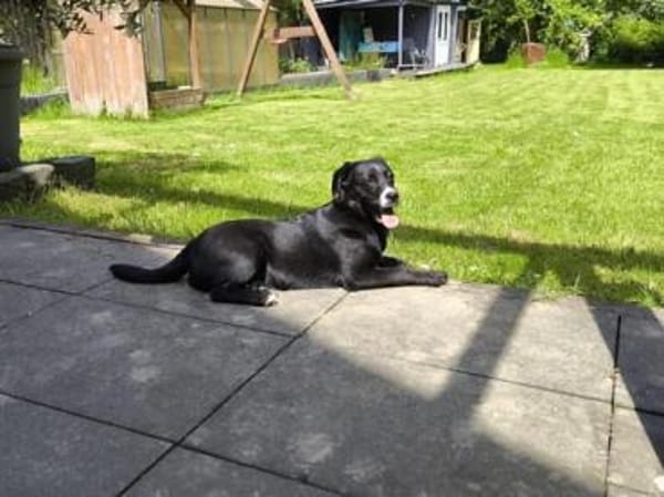 PANINI * fröhlicher Jungspund