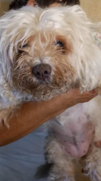 Lotti2 Bologneser Omi sucht zuhause