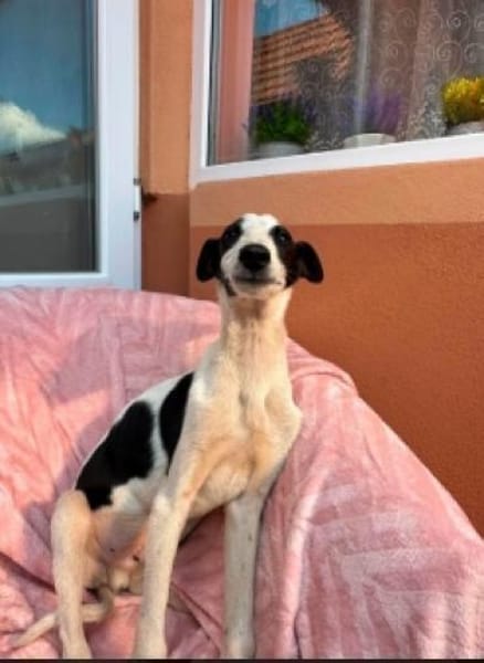 Micky sucht sein Für-immer-Zuhause