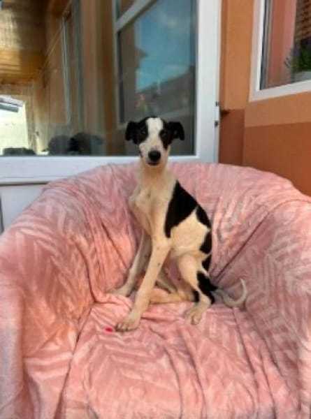 Micky sucht sein Für-immer-Zuhause