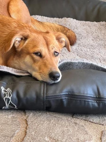 Ginger, eine feine, freundliche Hündin