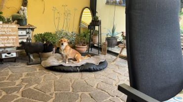 Ginger, eine feine, freundliche Hündin