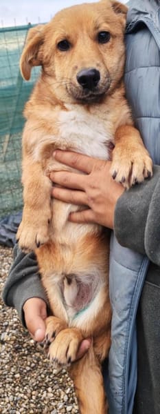 Nico, putziges Zwerglein