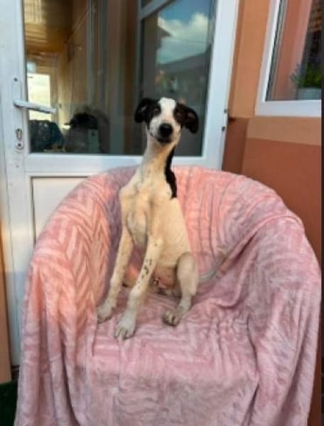 Malino sucht sein Für-immer-Zuhause