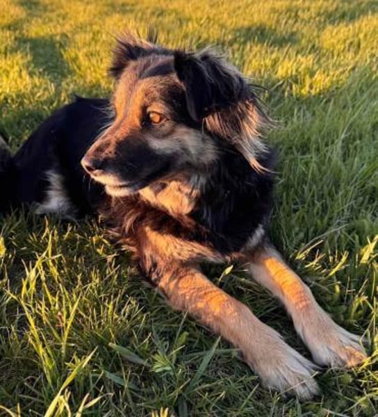Vivi sucht ein liebevolles Zuhause