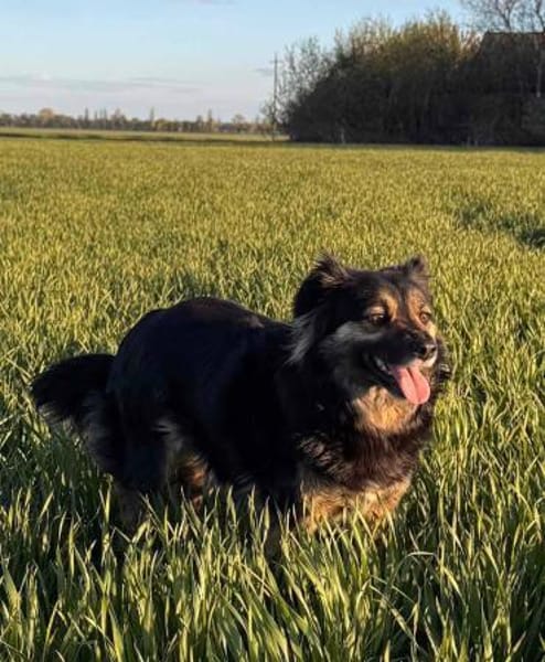 Vivi sucht ein liebevolles Zuhause