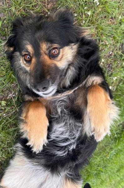Vivi sucht ein liebevolles Zuhause