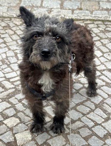 Merle - verspielt, verschmust - in DE