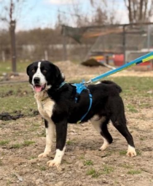 Billy- sucht sein Zuhause