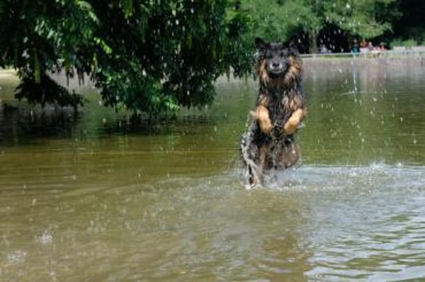 Verschmuster Bruno sucht sein Zuhause