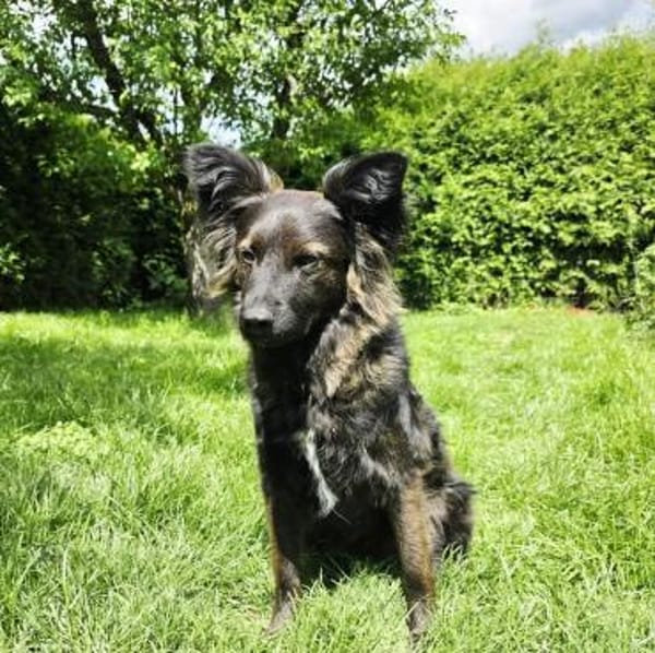 Traumhund für Hütehund-Liebhaber