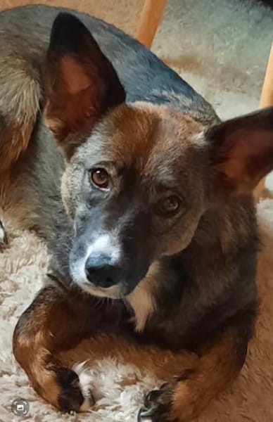 Nala sucht ihr Für-immer-zuhause