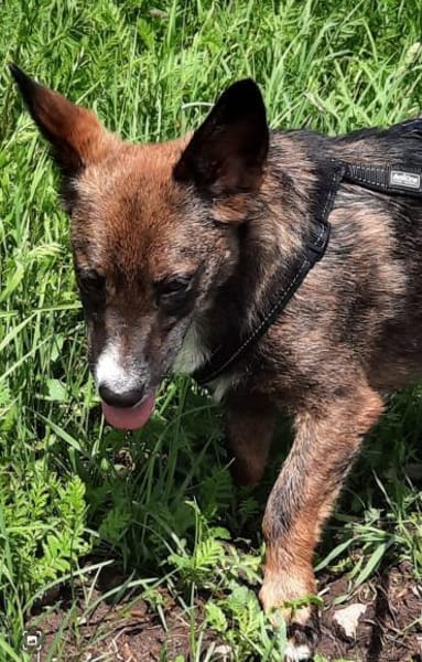 Nala sucht ihr Für-immer-zuhause