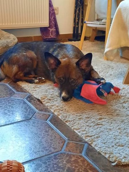 Nala sucht ihr Für-immer-zuhause