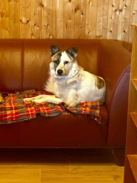 🌸🐶 Kluge Lala sucht Dich 🐶🌸