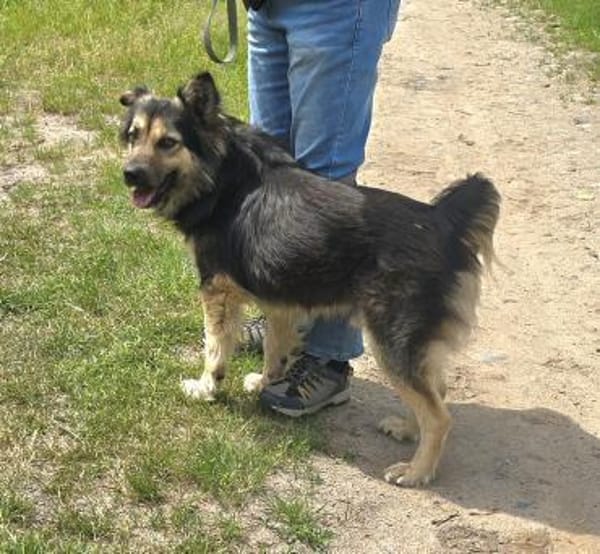Liebenswerter Rex