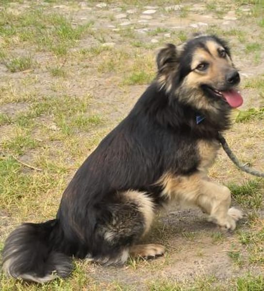 Liebenswerter Rex