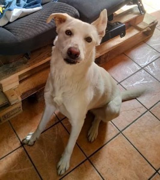 Kelly sucht ein liebevolles zu Hause