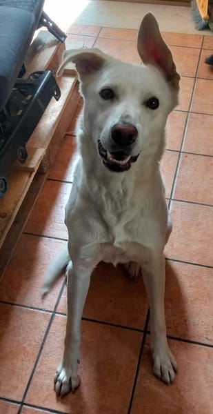 Kelly sucht ein liebevolles zu Hause