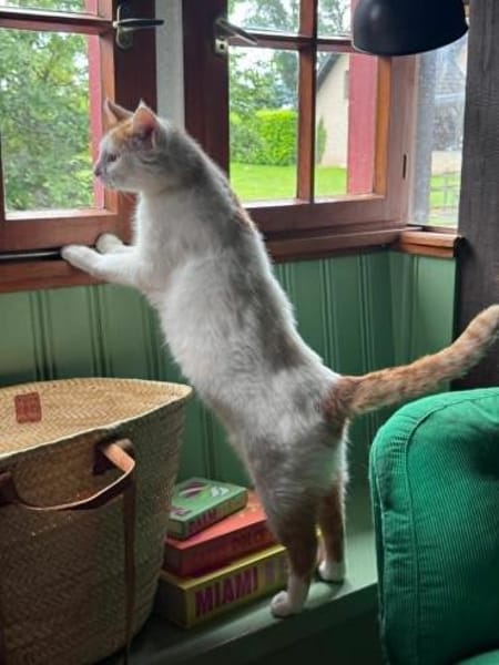 Sehr lieber Schmusekater sucht Zuhause