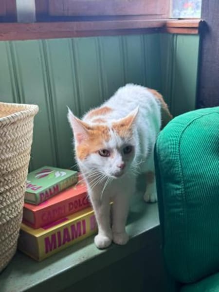 Sehr lieber Schmusekater sucht Zuhause