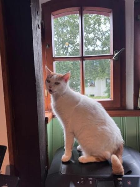 Sehr lieber Schmusekater sucht Zuhause