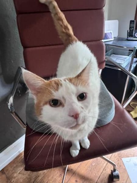 Sehr lieber Schmusekater sucht Zuhause