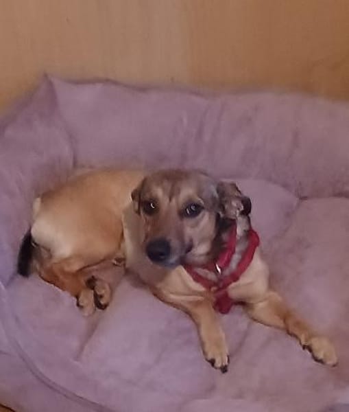 NANO 💙💙💙 sonnig , neugierig , lieb
