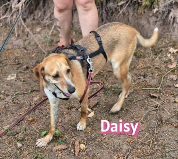 Daisy - treu und menschenbezogen