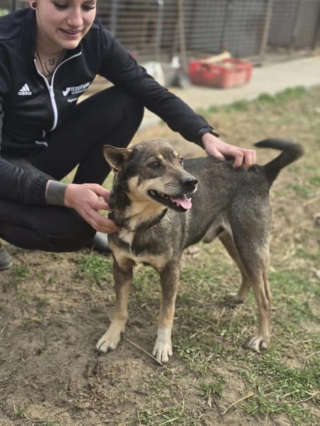 LACIKA (BE)  sanfter Rüde mit großem He