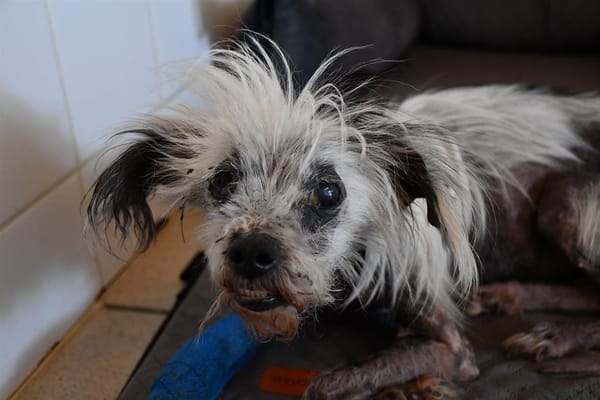 Punky
