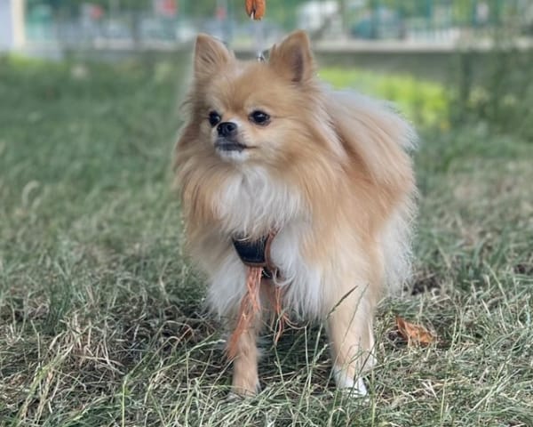 BELLA