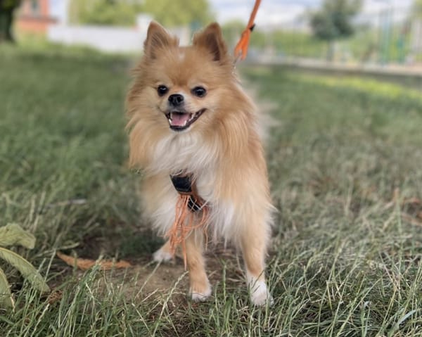BELLA