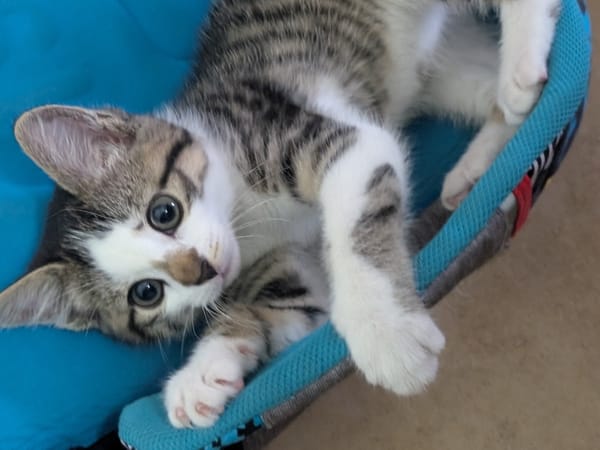 Kiara  ( adoption en cours )