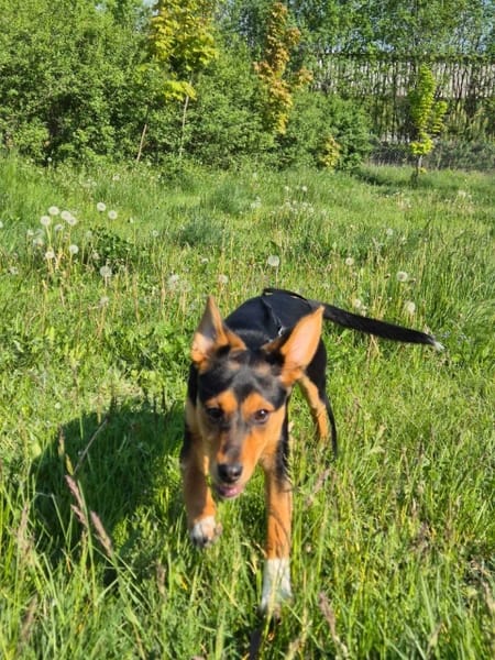 Lala