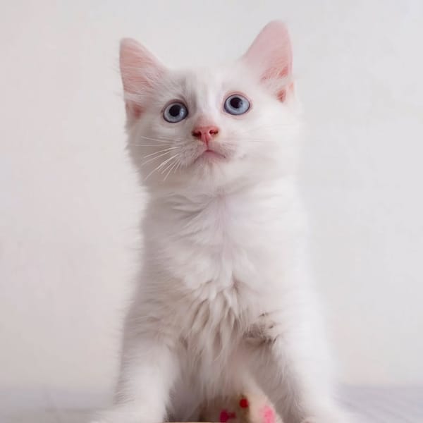✨️ SPICY ✨️ 🐱