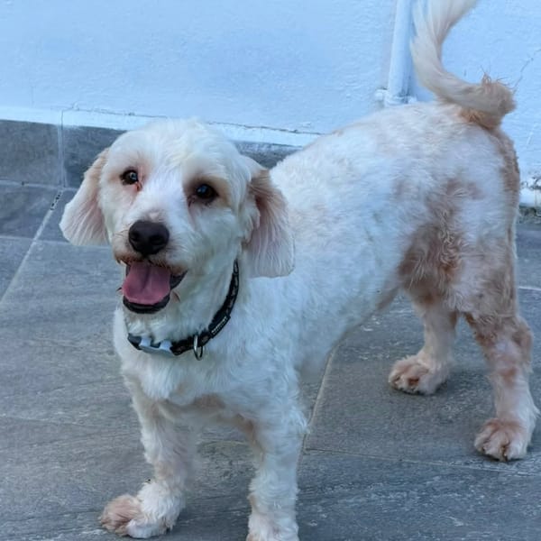 ✨️ SAFI ✨️ 🐶