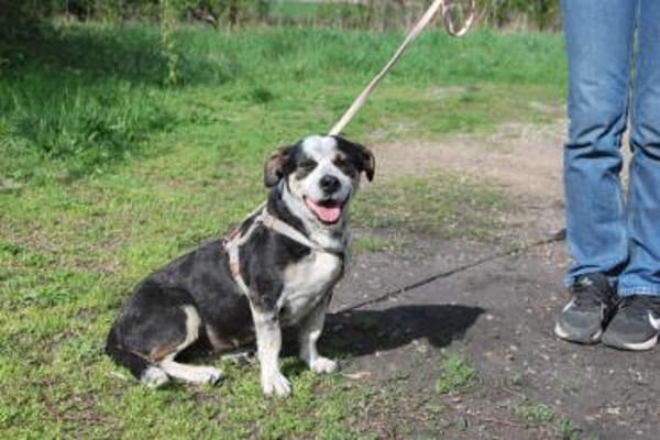 Trudi, sanfte Herzenshündin, ca. 7 Jahre