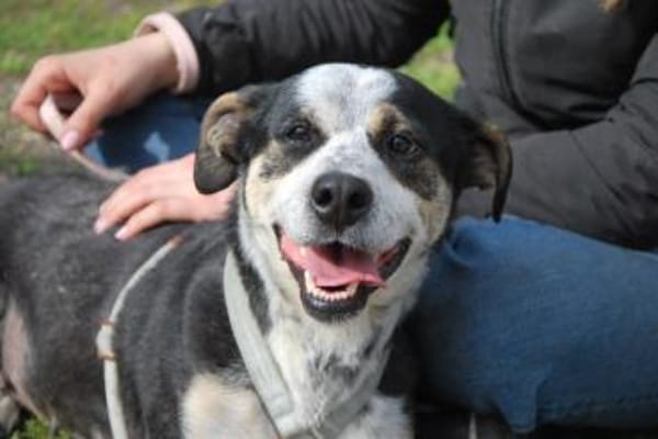 Trudi, sanfte Herzenshündin, ca. 7 Jahre