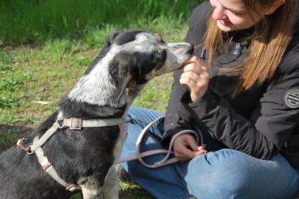 Trudi, sanfte Herzenshündin, ca. 7 Jahre